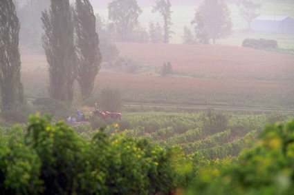 Vineyards in the mist of sunrise. Image © 2007 SEJ and its licensors. All rights reserved.